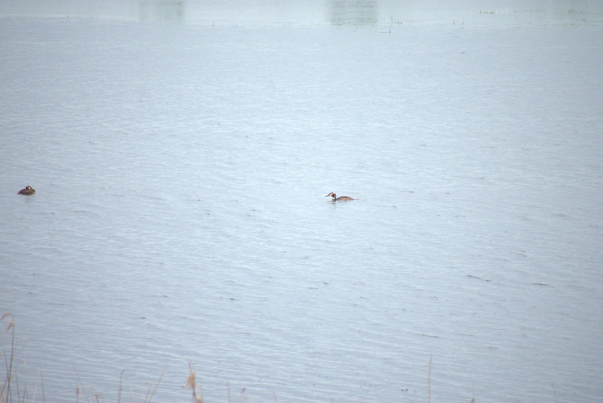 Great Crested Grebe - ML589983171