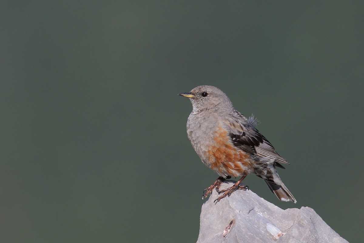 Alpine Accentor - ML589983271