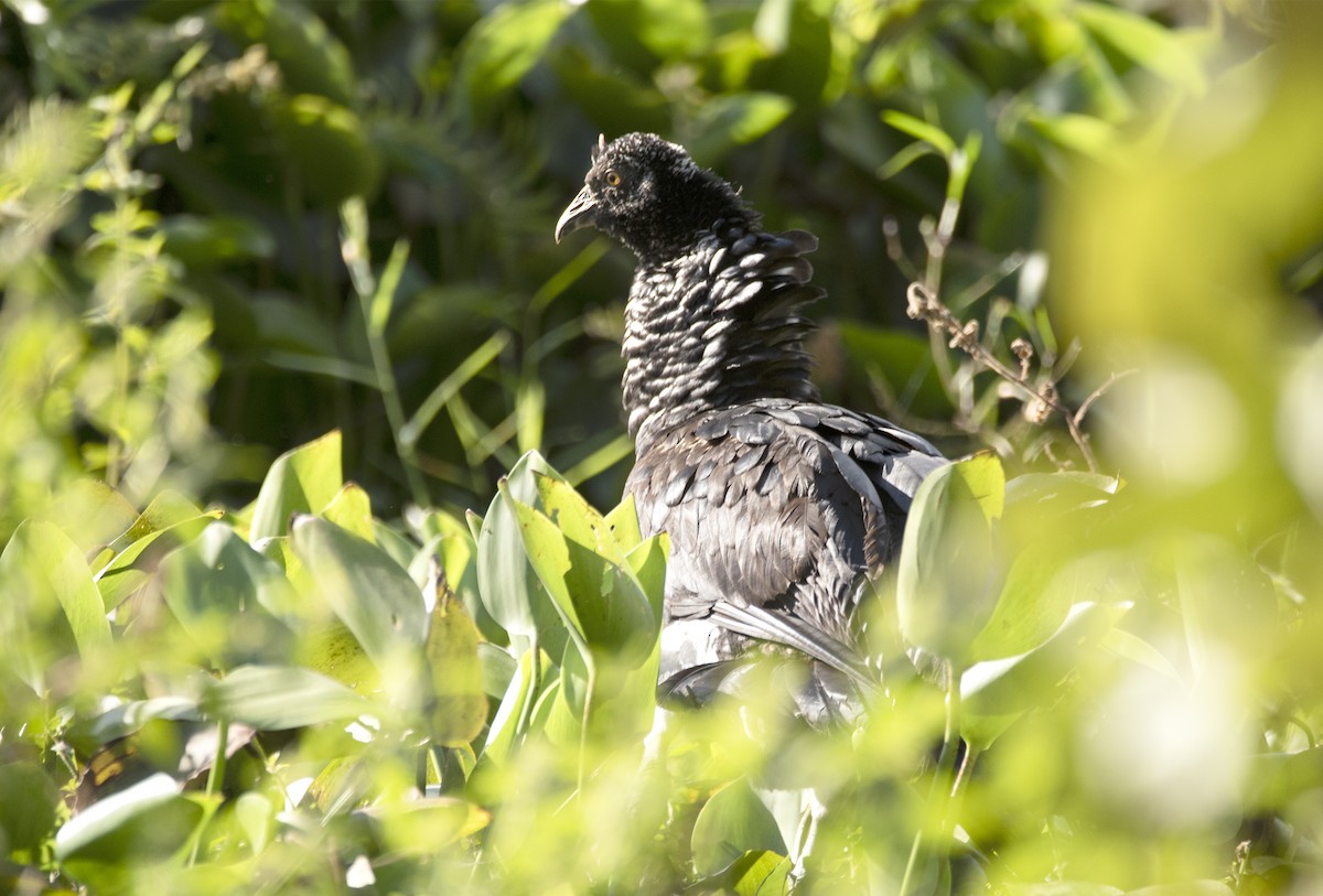 Horned Screamer - ML589983401