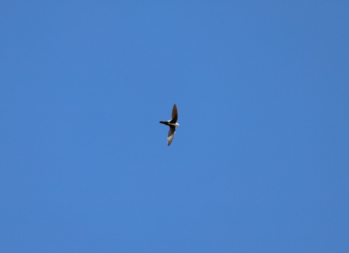 White-throated Swift - Andrew S. Aldrich