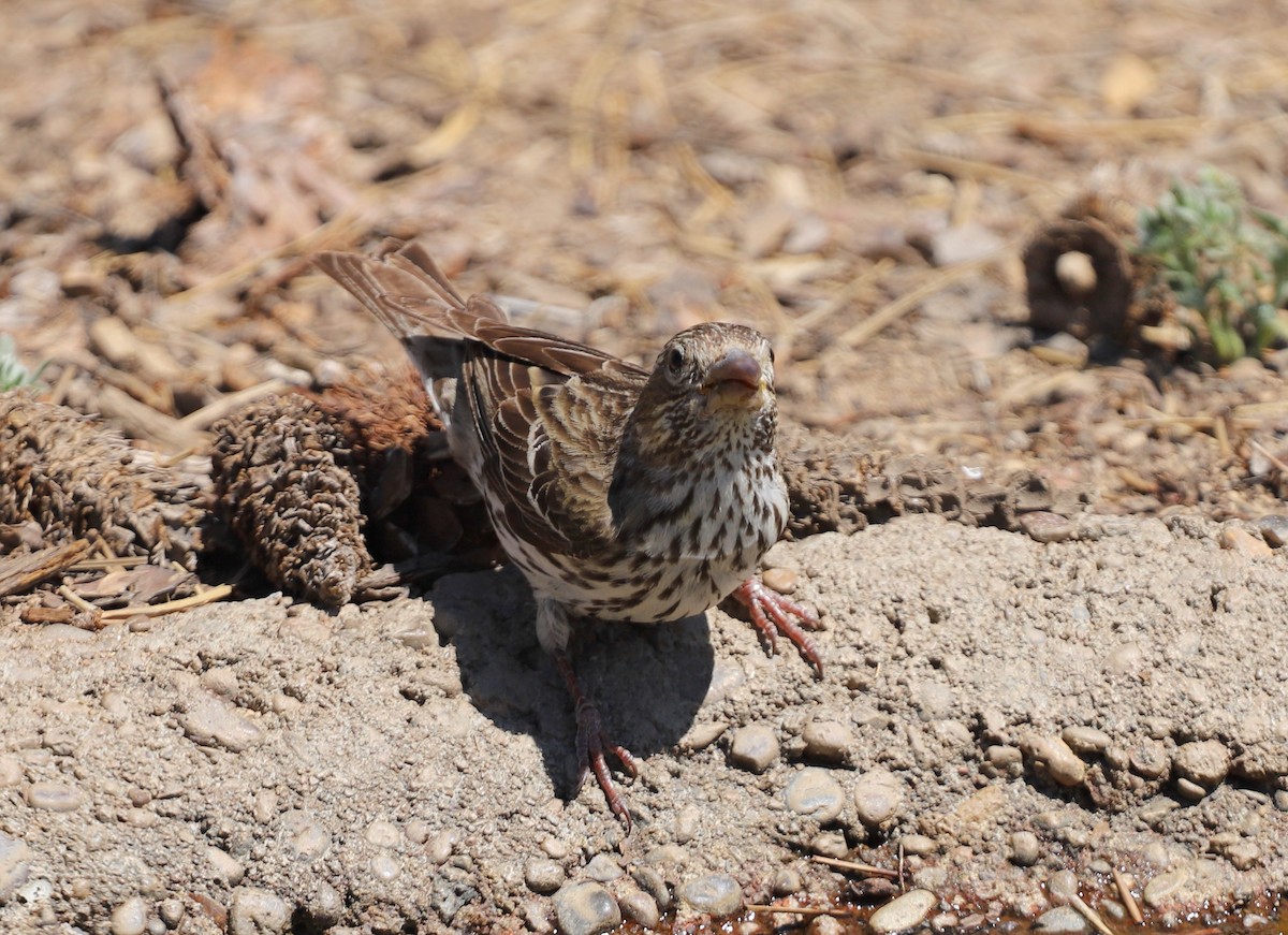 Cassin's Finch - ML589984861