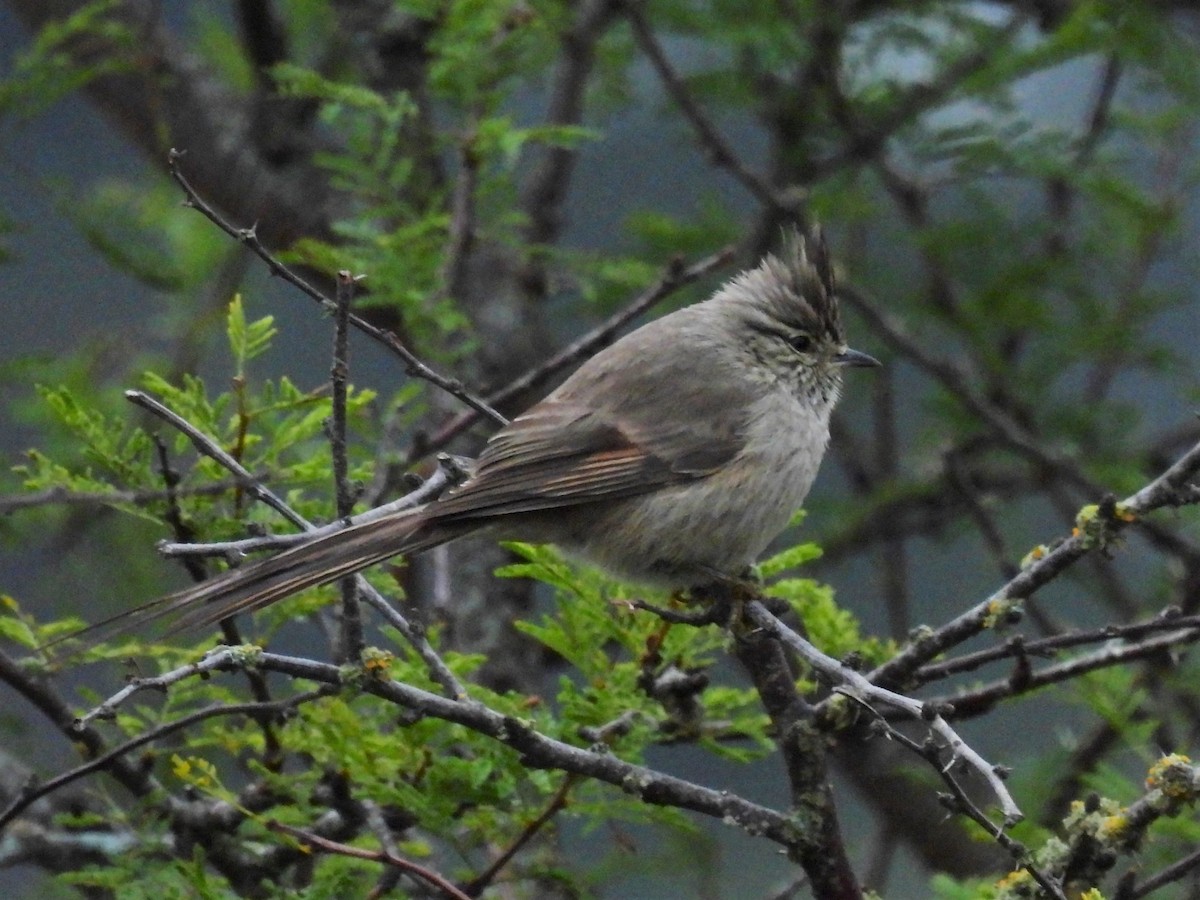 Tufted Tit-Spinetail - ML589985031