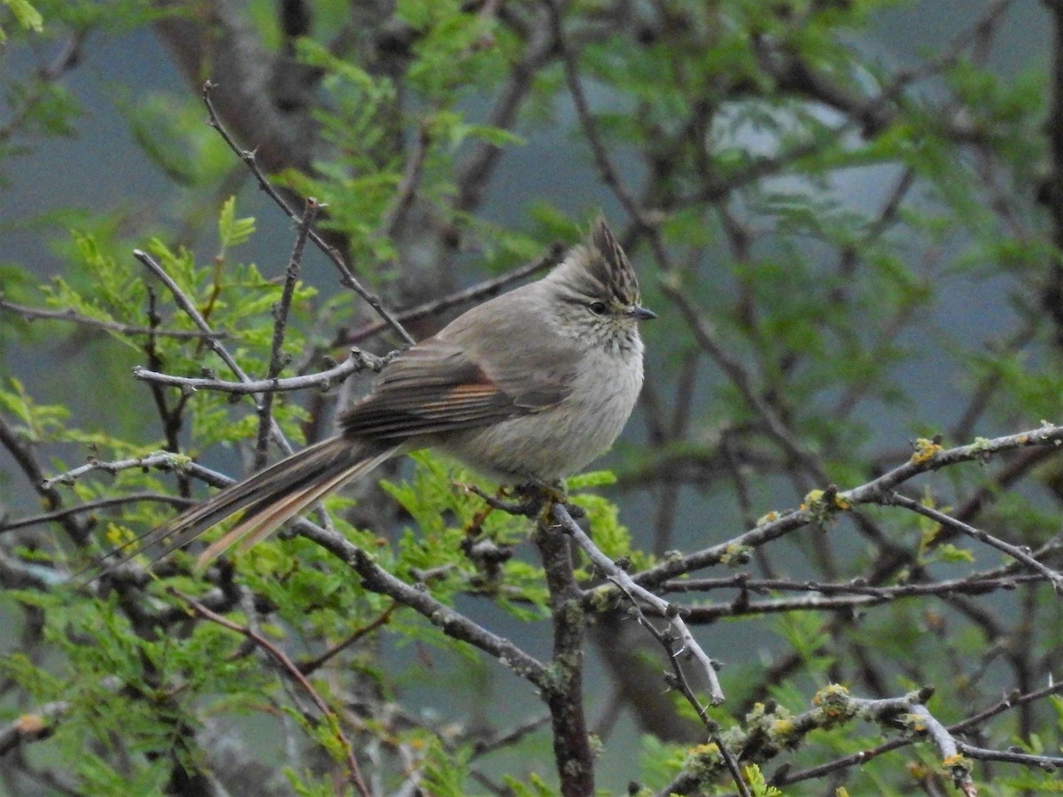 Tufted Tit-Spinetail - ML589985041