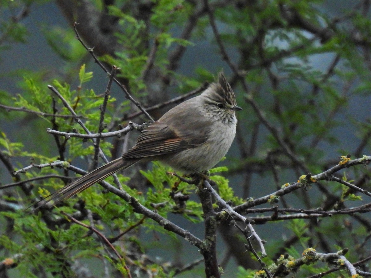 Tufted Tit-Spinetail - ML589985051