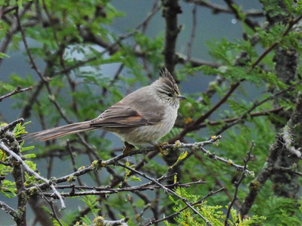 Tufted Tit-Spinetail - ML589985061