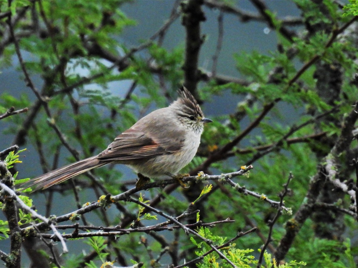 Tufted Tit-Spinetail - ML589985071
