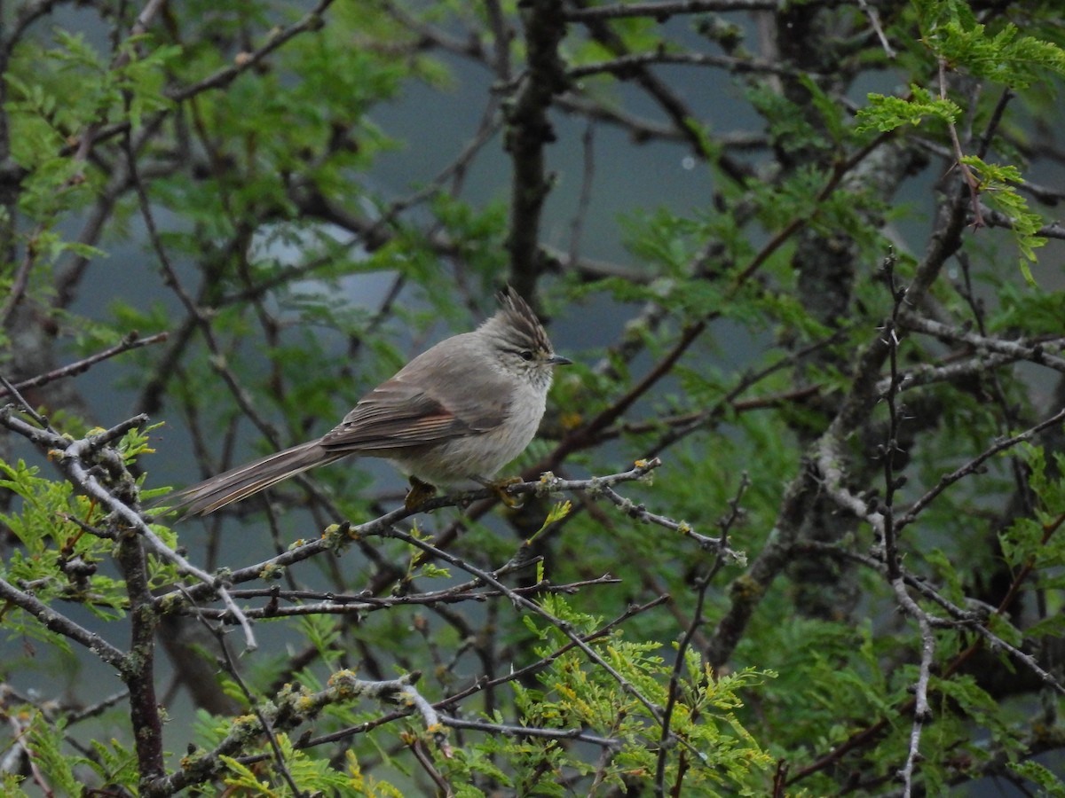 Tufted Tit-Spinetail - ML589985081