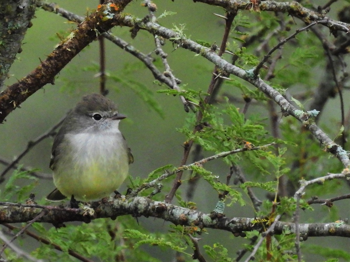 Southern Scrub-Flycatcher - ML589985231