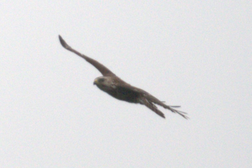 Broad-winged Hawk - ML589985321