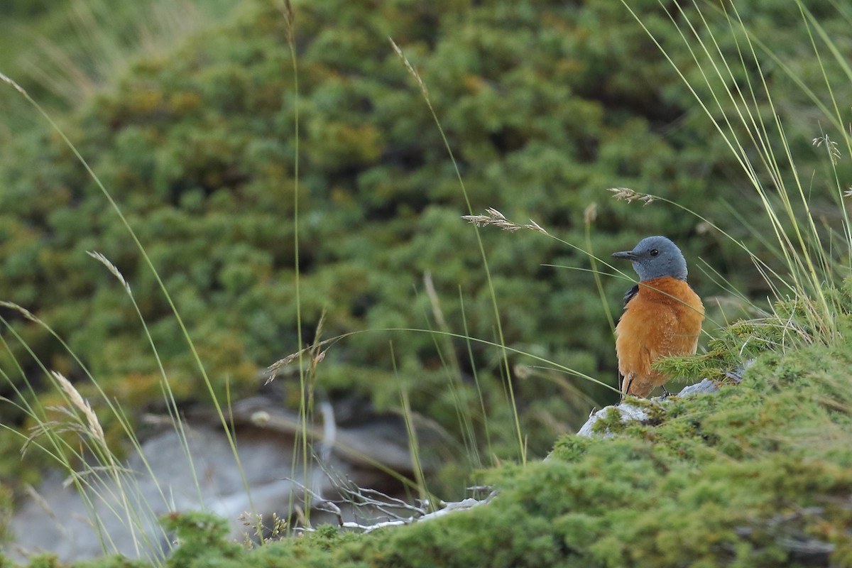 Rufous-tailed Rock-Thrush - ML589985331