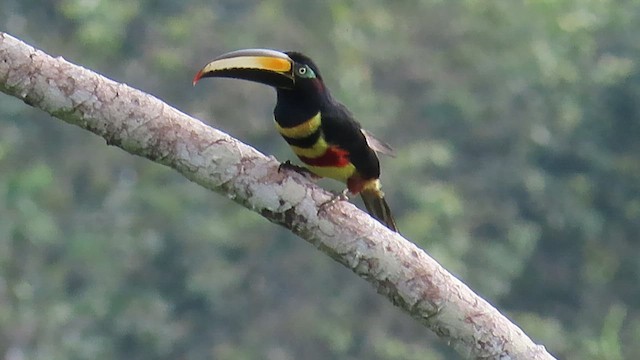 Chestnut-eared Aracari - ML589985431