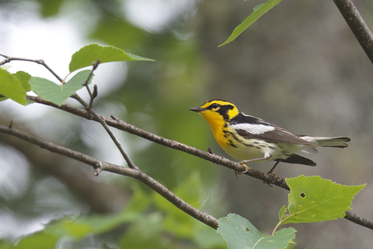 Blackburnian Warbler - ML589985581