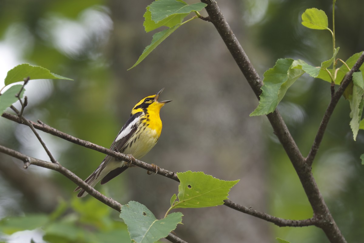 Blackburnian Warbler - ML589985591