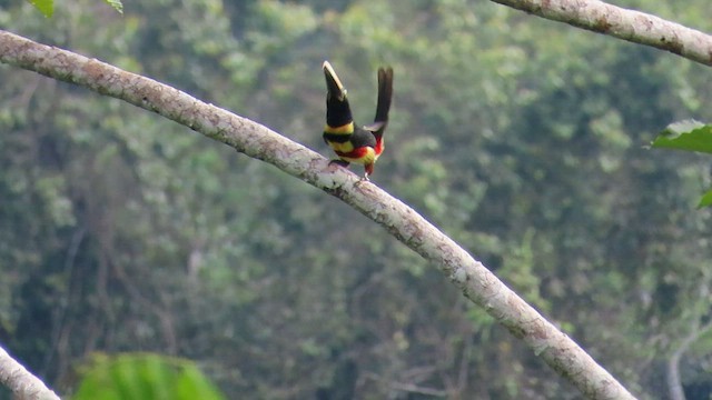 Chestnut-eared Aracari - ML589985751