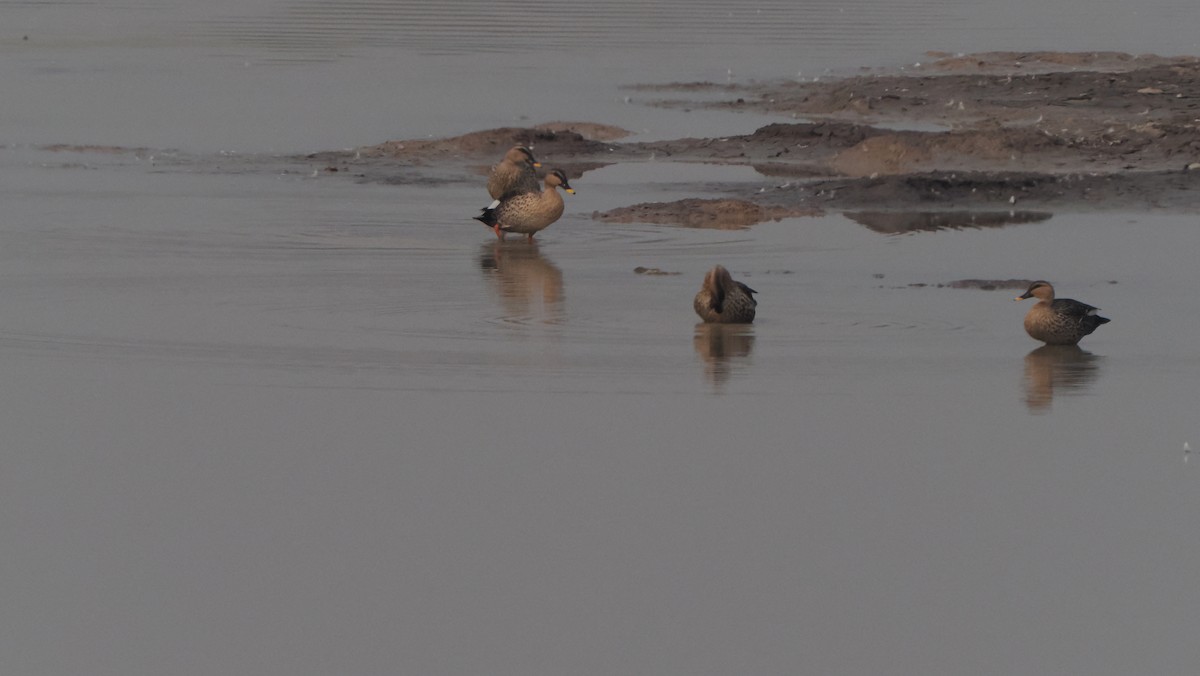 Indian Spot-billed Duck - ML589986741