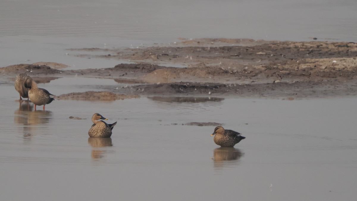 Indian Spot-billed Duck - ML589986821