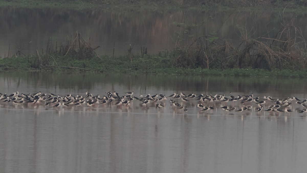 Black-winged Stilt - ML589987021