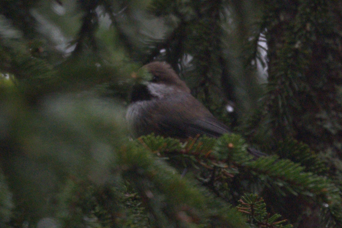 Boreal Chickadee - Clay Bliznick