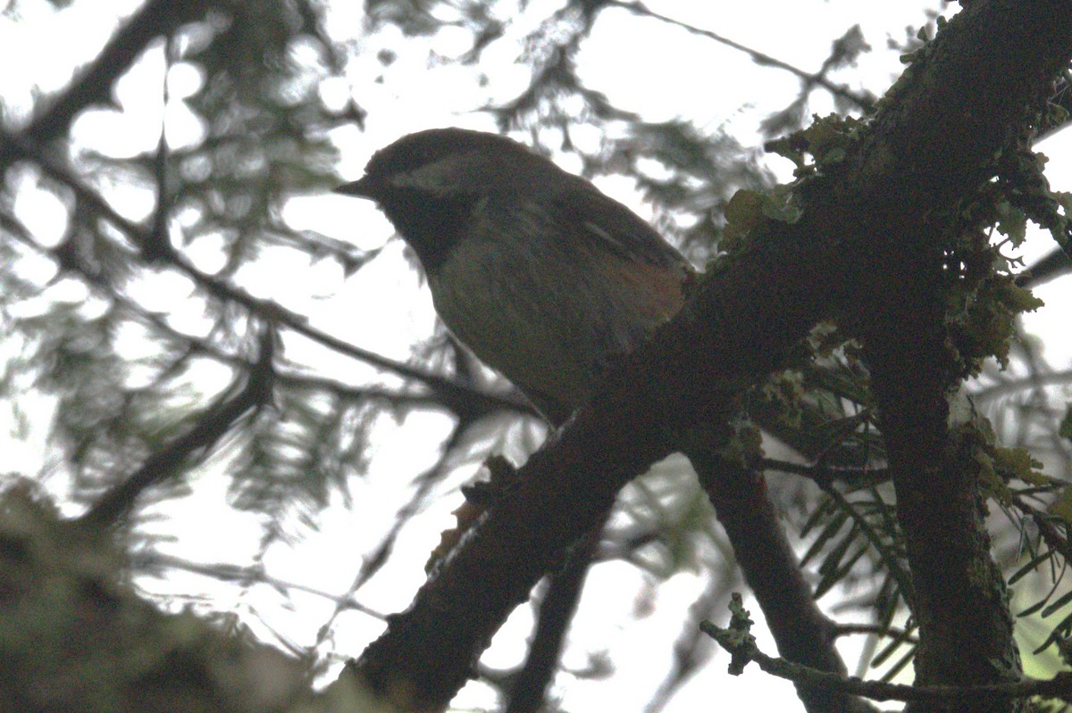 Mésange à tête brune - ML589987281