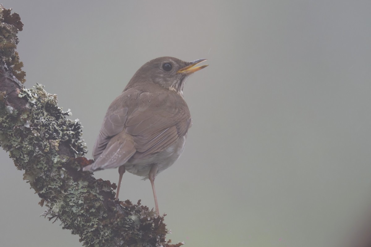 Bicknell's Thrush - ML589987361