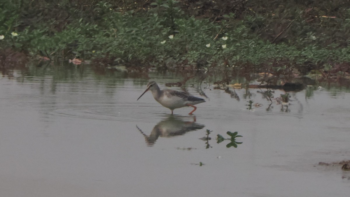 Spotted Redshank - ML589987691