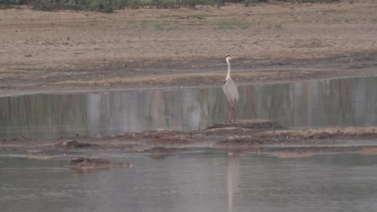 Gray Heron (Gray) - ML589988011