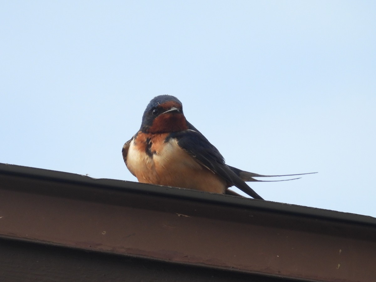 Barn Swallow - ML589988261