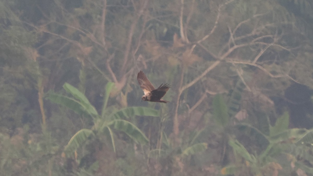 Eastern Marsh Harrier - ML589988561