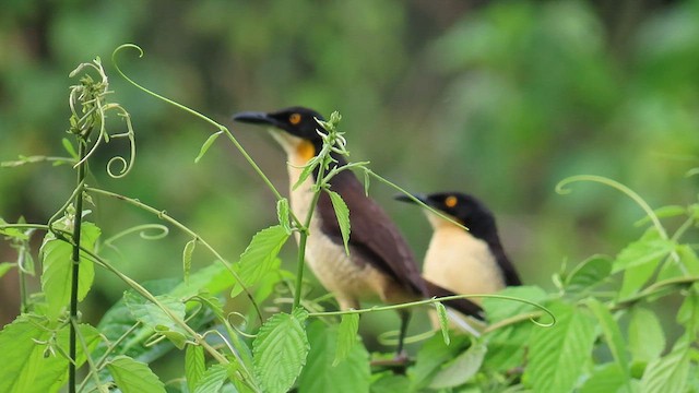 Black-capped Donacobius - ML589988571