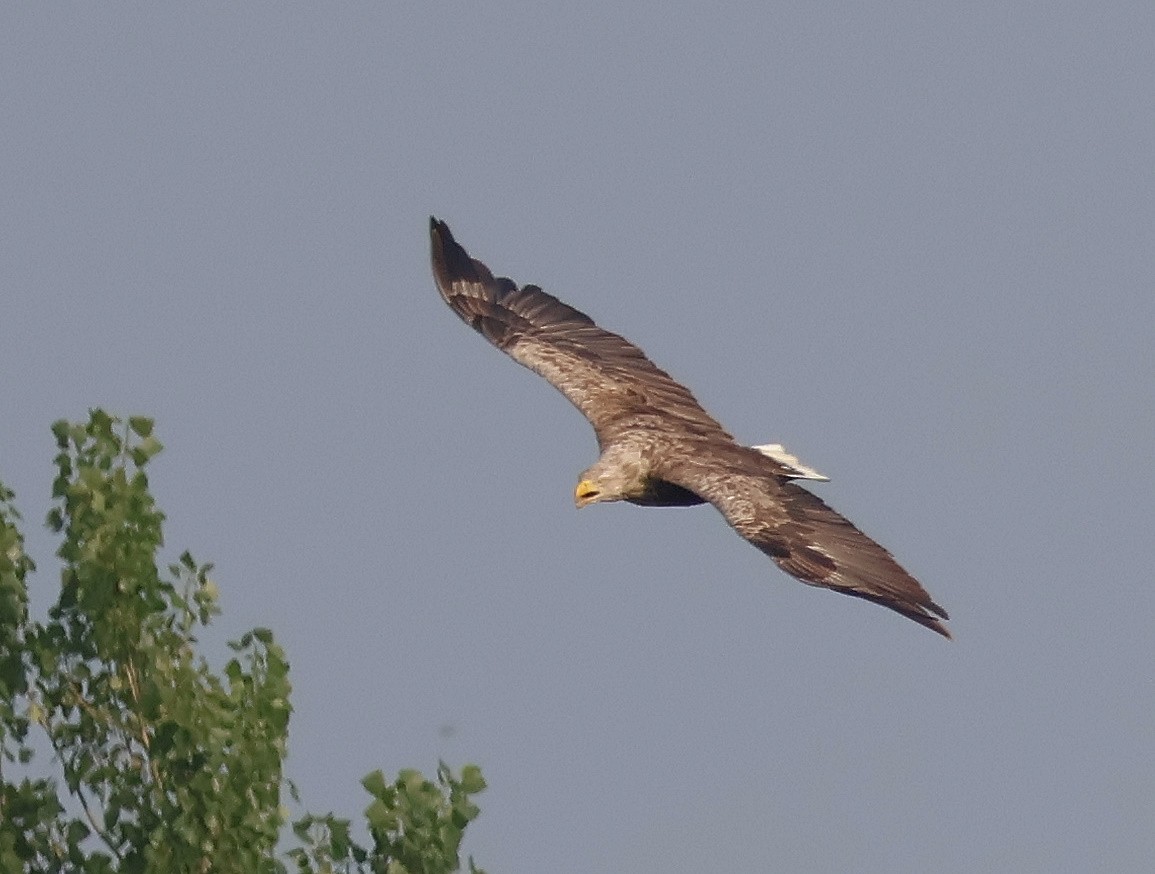 White-tailed Eagle - Mileta Čeković