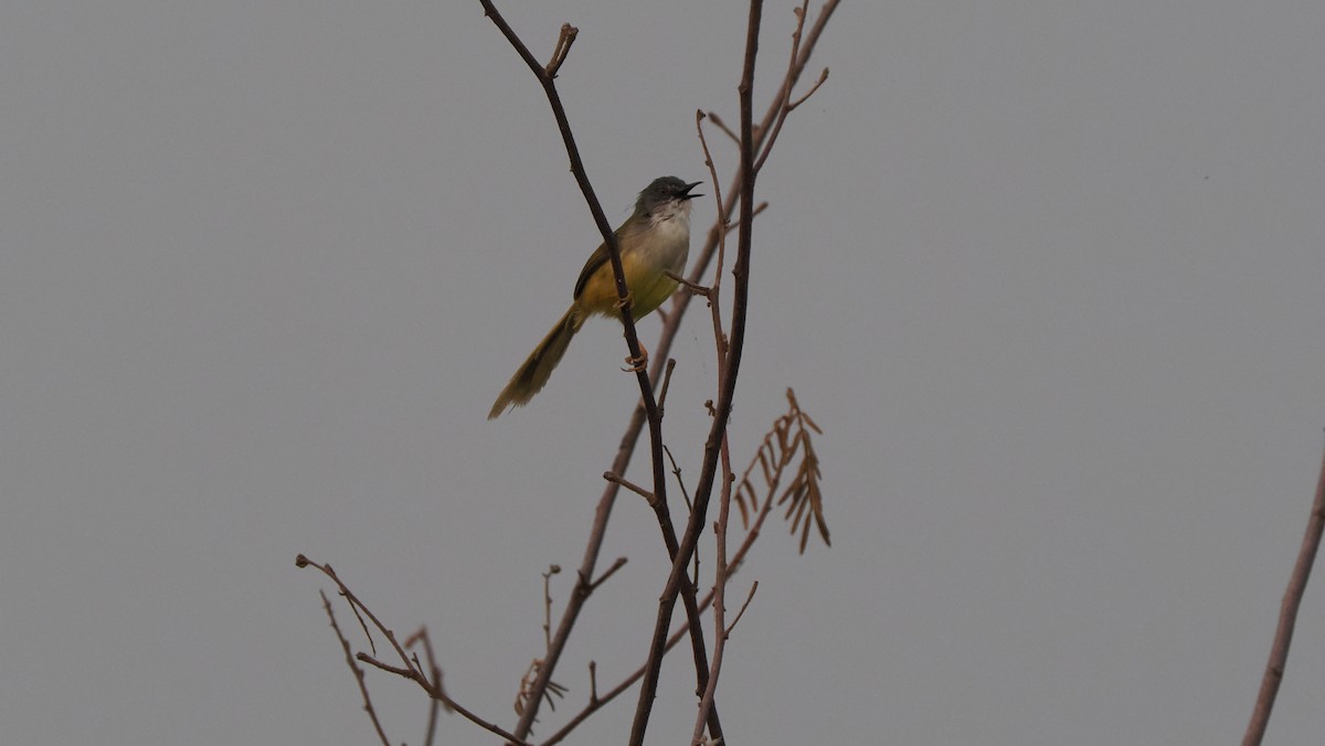 Yellow-bellied Prinia (Yellow-bellied) - ML589988951