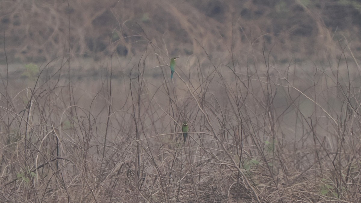 Blue-tailed Bee-eater - ML589989221