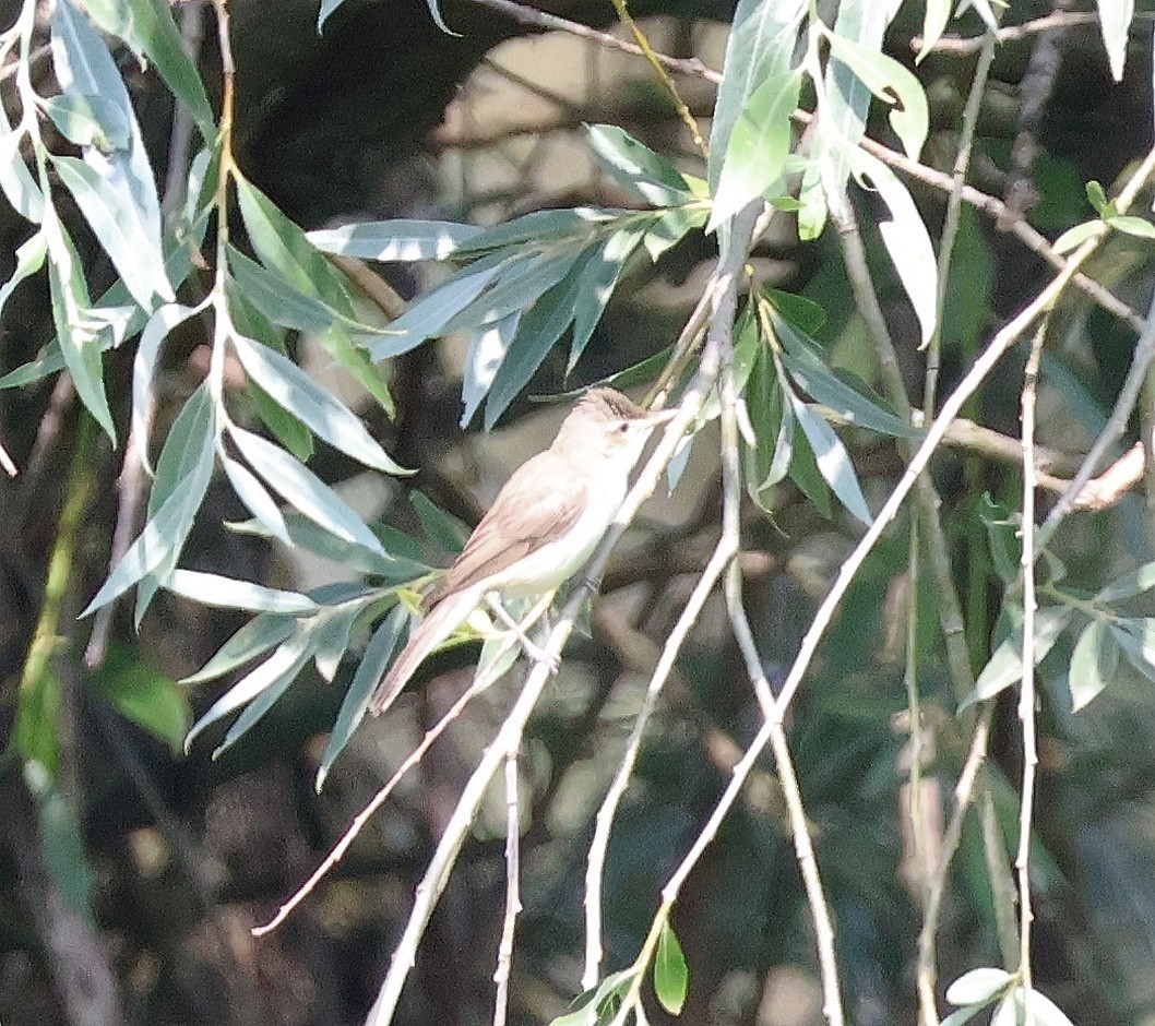 Eastern Olivaceous Warbler - ML589989441