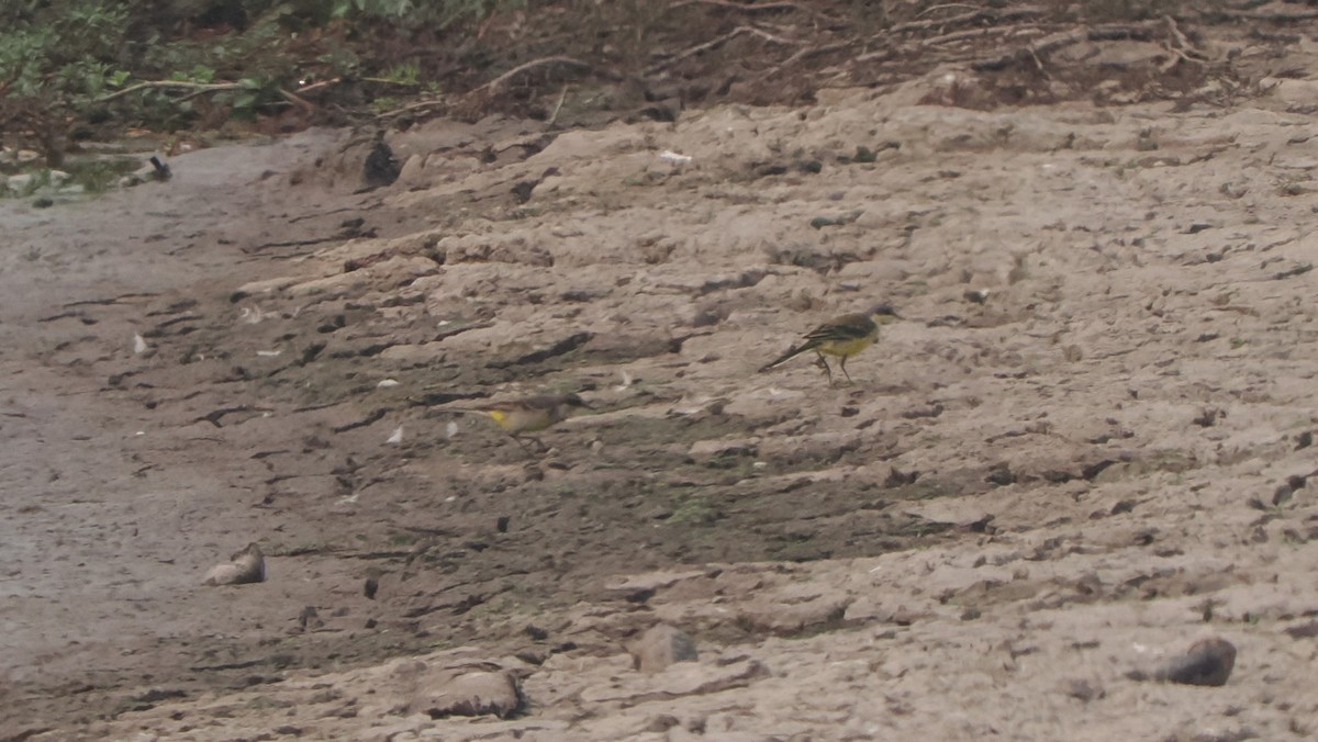 Eastern Yellow Wagtail - ML589989491