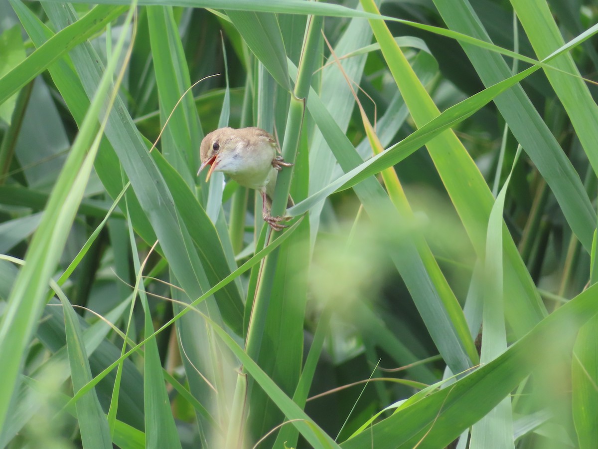 Marsh Warbler - ML589989701