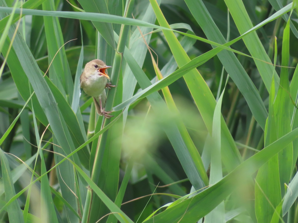 Marsh Warbler - ML589989771