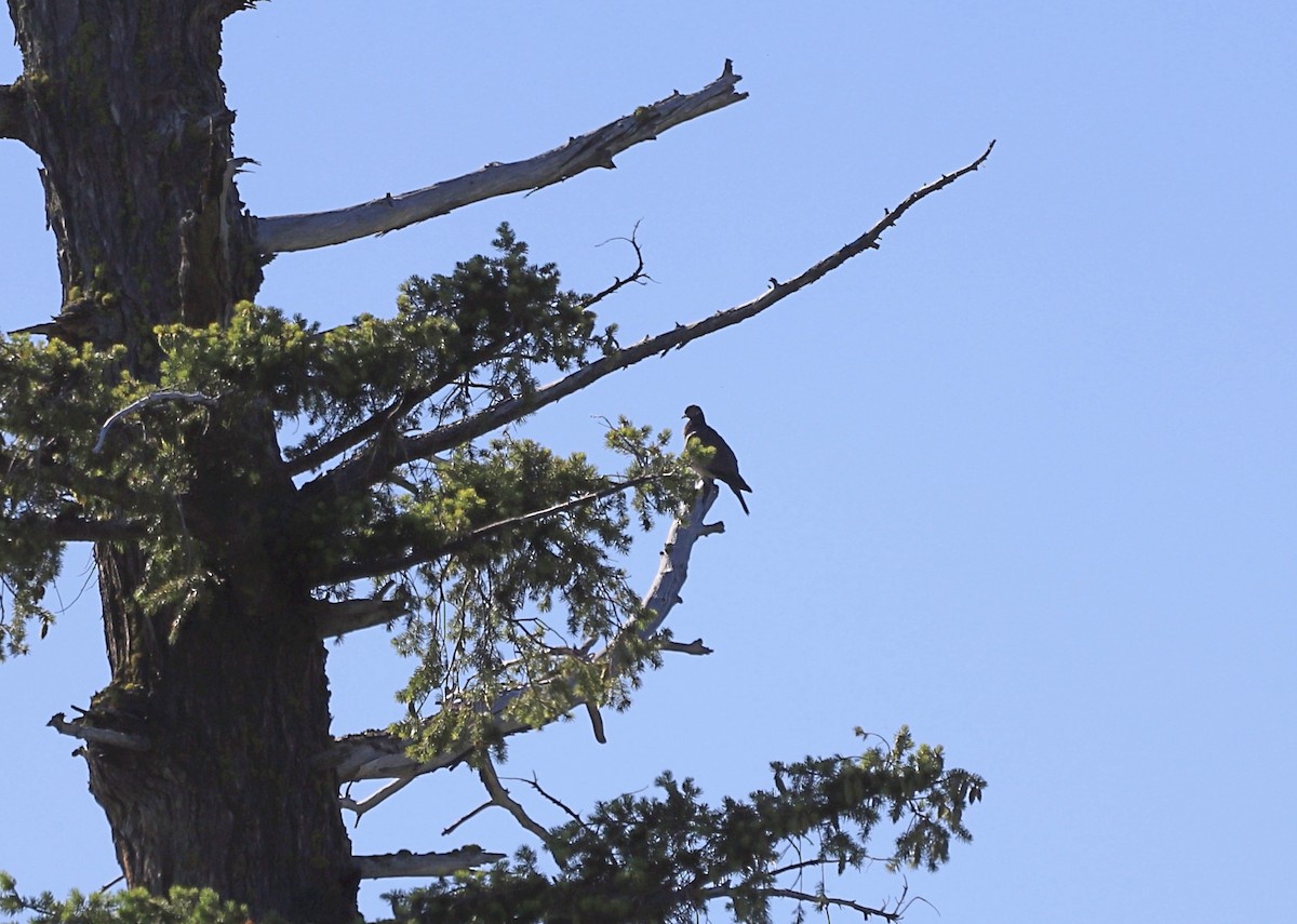 Band-tailed Pigeon - ML589989941