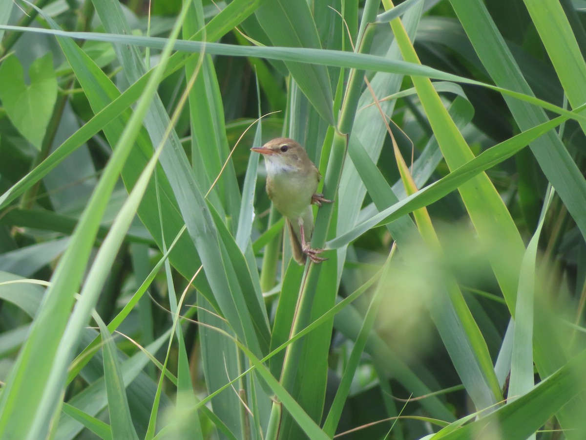 Marsh Warbler - ML589990101