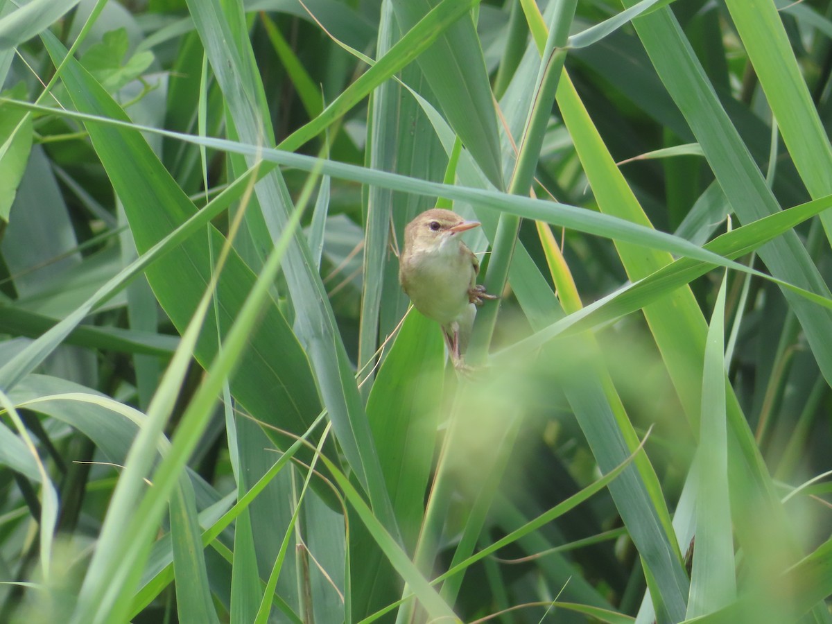 Marsh Warbler - ML589990371
