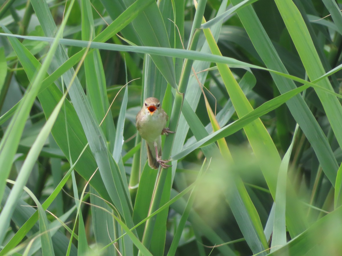 Marsh Warbler - ML589990461