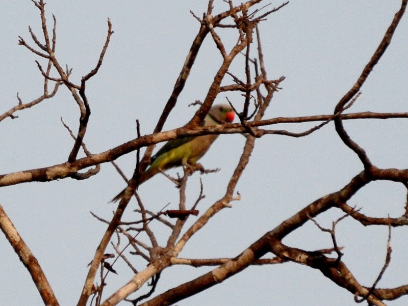 Malabar Parakeet - ML589990651