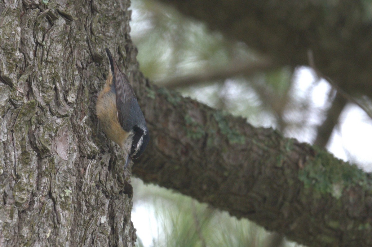 Red-breasted Nuthatch - ML589990781