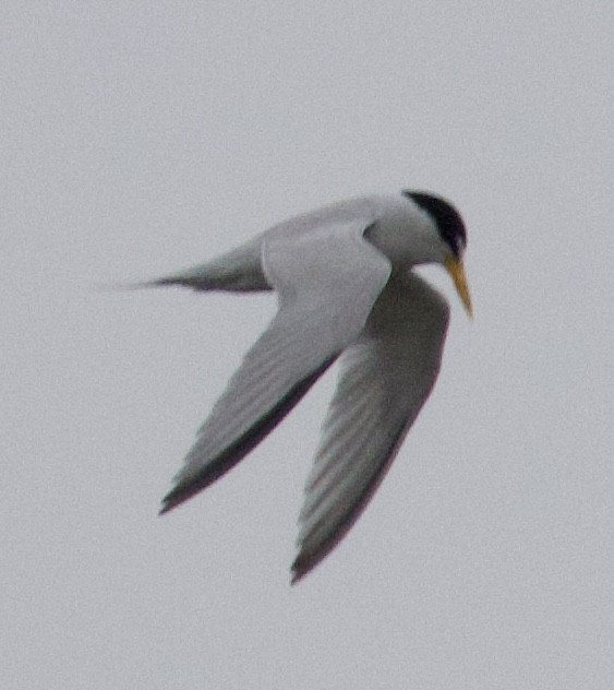 Least Tern - ML589990901