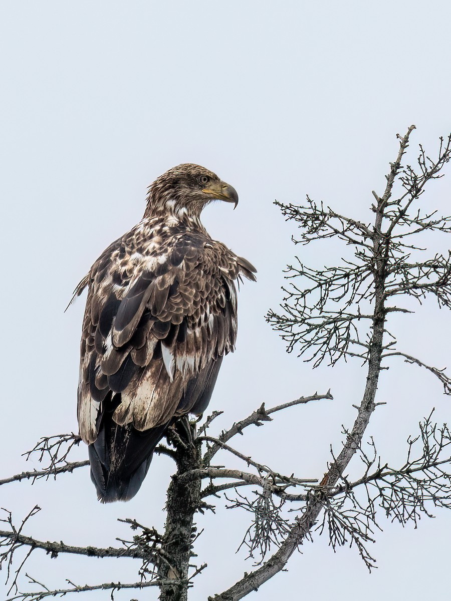 Bald Eagle - ML589991071