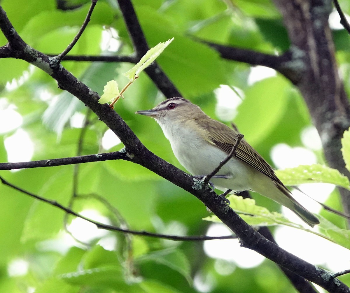 Red-eyed Vireo - ML589991241