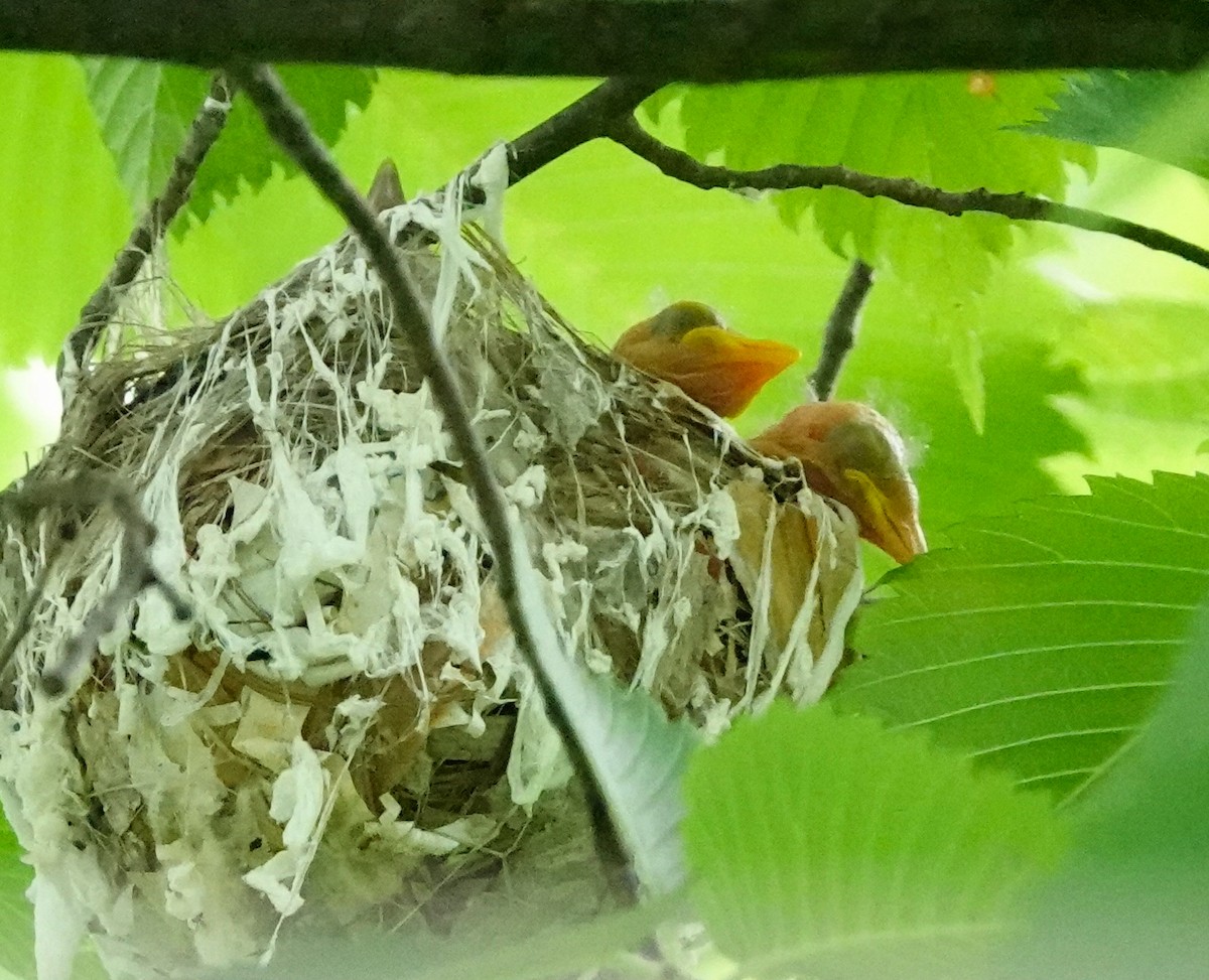 Red-eyed Vireo - ML589991251