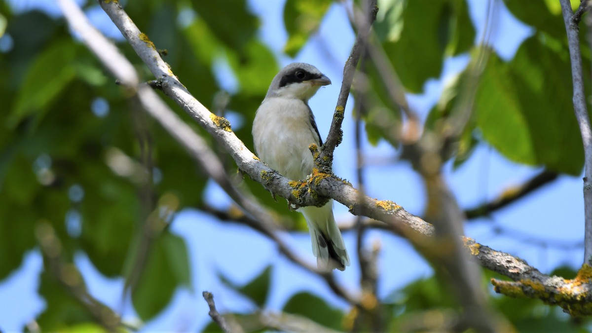 Lesser Gray Shrike - ML589991351