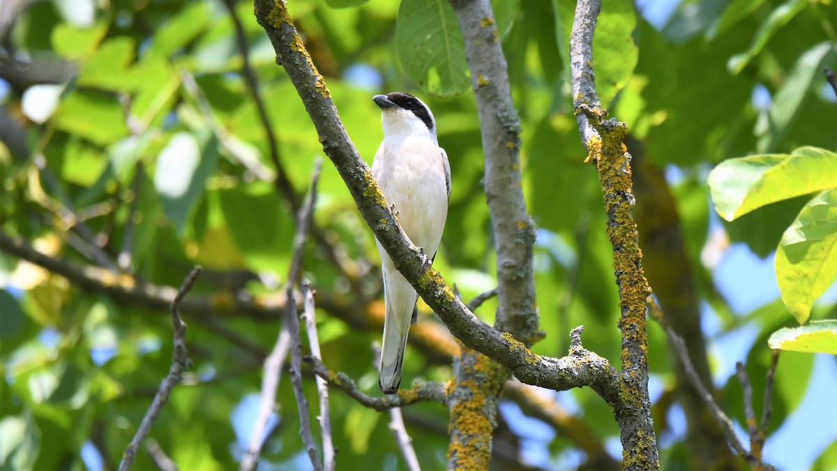 Lesser Gray Shrike - ML589991371