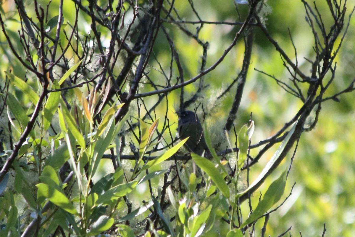 MacGillivray's Warbler - ML589993161