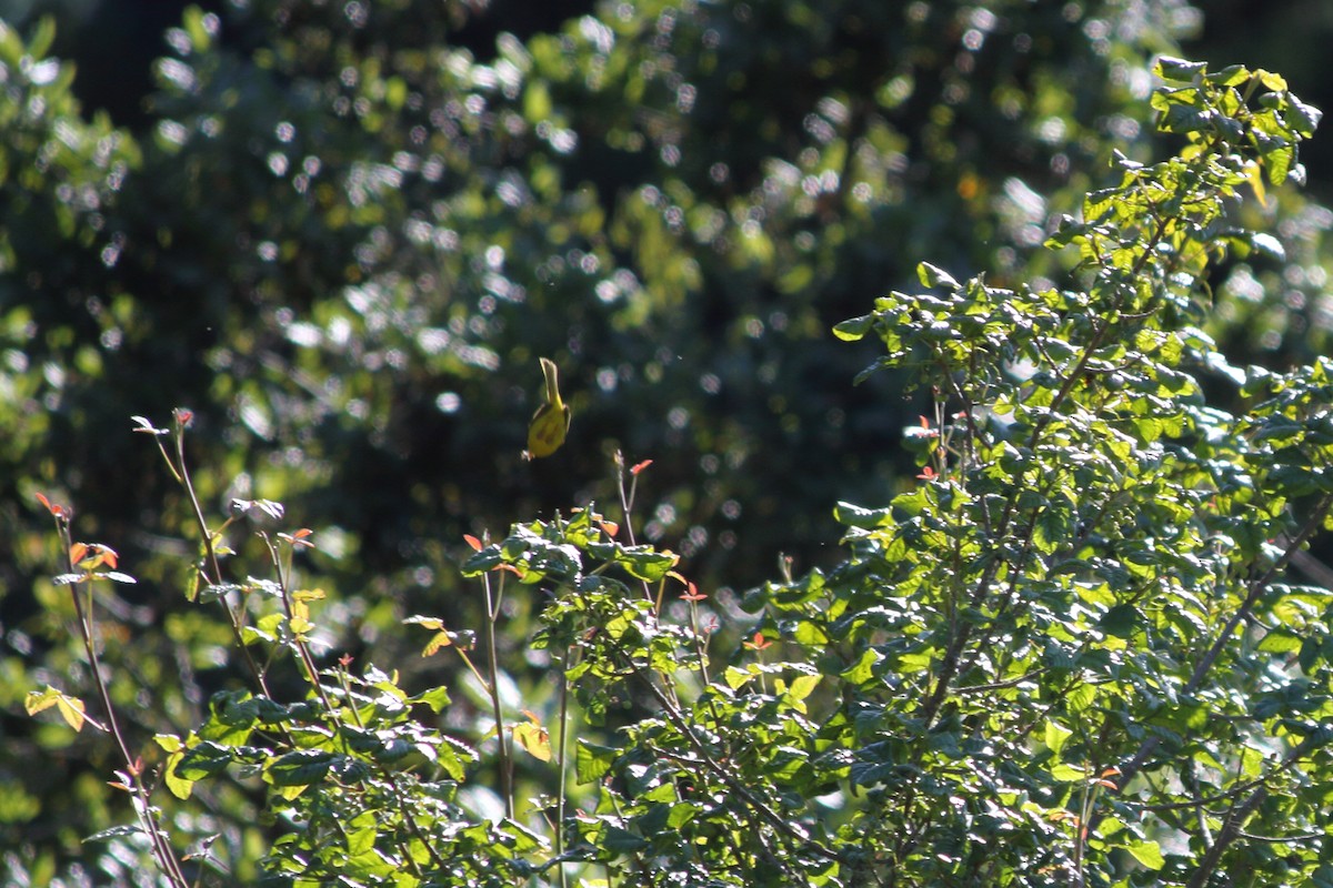 MacGillivray's Warbler - ML589993171